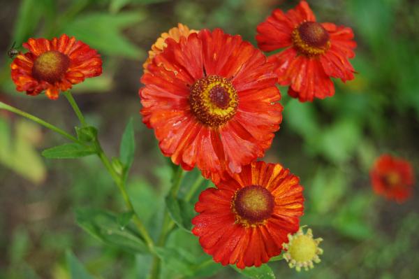 Helenium 'Baudirektor Linne' | Sonnenbraut
